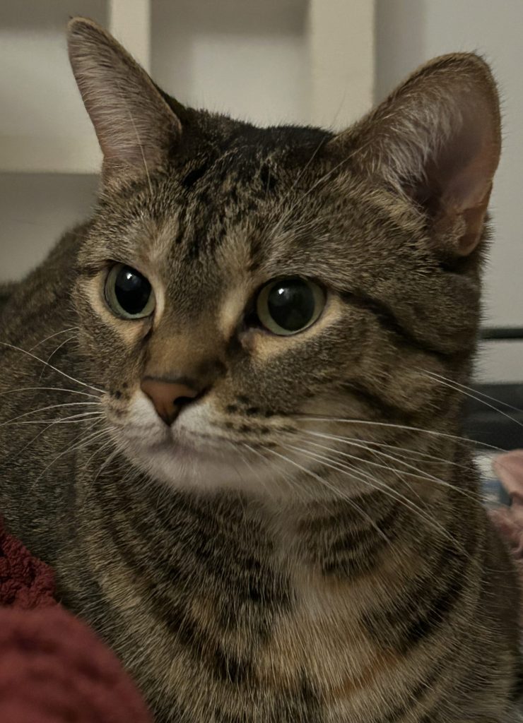 a brown tabby cat